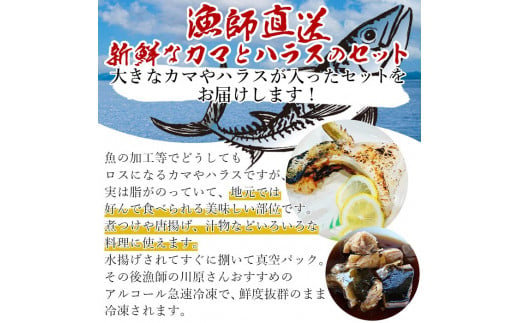 漁師直送　カマ・ハラスセット（愛媛県西予市明浜産）