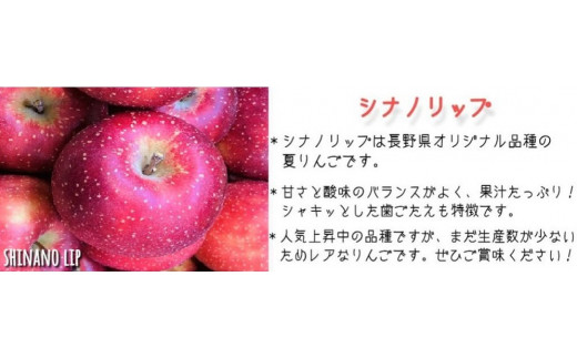 りんご シナノリップ 秀 ～ 特秀 3kg サイズおまかせ 井澤農園 沖縄県への配送不可 2024年8月中旬頃から2024年9月上旬頃まで順次発送予定 令和6年度収穫分 エコファーマー認定 減農薬栽培 化学肥料不使用 信州 果物 フルーツ リンゴ 林檎 長野 15500円 予約 農家直送 長野県 飯綱町 [0873]