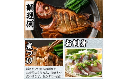 【0153201a】朝獲れ発送！鮮魚問屋が厳選した『鮮魚おためしBOX』(約2kg程度)魚 魚介類 鮮魚 海鮮 詰め合わせ セット 刺身 天ぷら 煮つけ 塩焼き【江川商店】