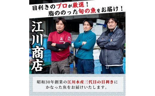 【0153201a】朝獲れ発送！鮮魚問屋が厳選した『鮮魚おためしBOX』(約2kg程度)魚 魚介類 鮮魚 海鮮 詰め合わせ セット 刺身 天ぷら 煮つけ 塩焼き【江川商店】