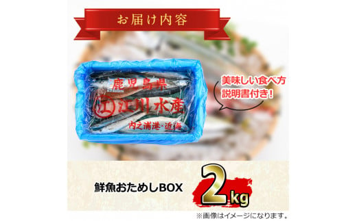 【0153201a】朝獲れ発送！鮮魚問屋が厳選した『鮮魚おためしBOX』(約2kg程度)魚 魚介類 鮮魚 海鮮 詰め合わせ セット 刺身 天ぷら 煮つけ 塩焼き【江川商店】