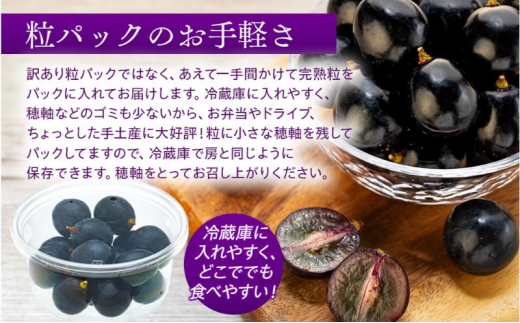 皮ごと食べられる黒葡萄 ナガノパープル 粒パック 約1kg　[№5675-1466]