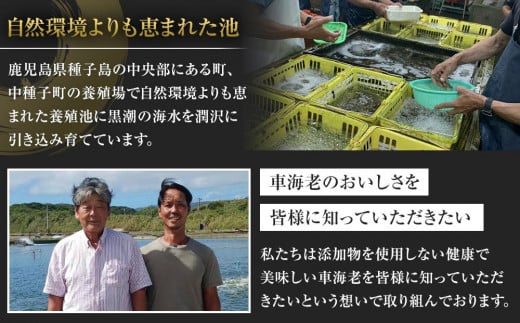 活き〆冷凍車海老　300g（3Lサイズ）9尾入り【エビ えび 海老 車海老 くるまえび クルマエビ 冷凍 活き 新鮮 急速冷凍 海産物 刺身 さしみ 天ぷら 塩焼 バーベキュー 国産 ギフト 真空パック 真空 養殖 九州産 鹿児島県 種子島 中種子町 ふるさと納税 送料無料 BF003】