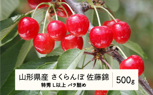 《先行予約》2025年 山形県産 さくらんぼ 佐藤錦 バラ詰 500g 特秀 L以上 F20A-897