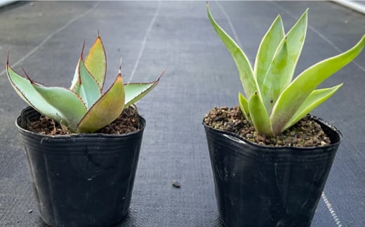 アガベ グアダラハラナ & アガベ ベネズエラ 各1株 Agave guadalajarana & Agave desmettiana 長与町/アグリューム [EAI200]