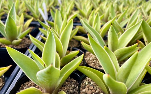 アガベ グアダラハラナ & アガベ ベネズエラ 各1株 Agave guadalajarana & Agave desmettiana 長与町/アグリューム [EAI200]