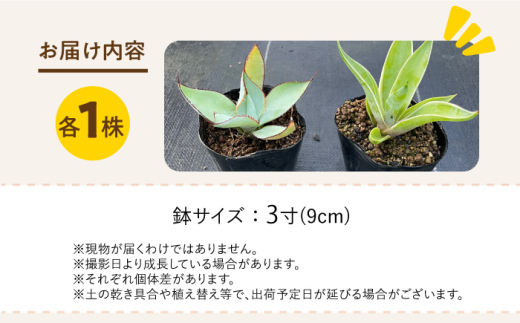 アガベ グアダラハラナ & アガベ ベネズエラ 各1株 Agave guadalajarana & Agave desmettiana 長与町/アグリューム [EAI200]