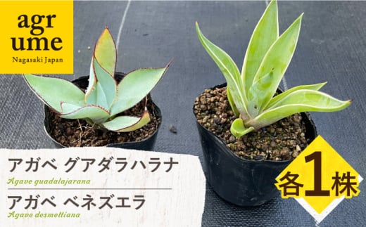 アガベ グアダラハラナ & アガベ ベネズエラ 各1株 Agave guadalajarana & Agave desmettiana 長与町/アグリューム [EAI200]