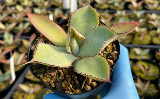 アガベ グアダラハラナ & アガベ ベネズエラ 各1株 Agave guadalajarana & Agave desmettiana 長与町/アグリューム [EAI200]