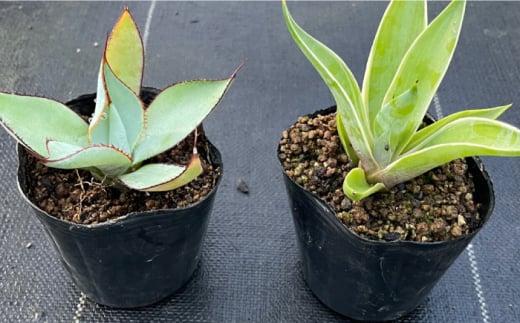 アガベ グアダラハラナ & アガベ ベネズエラ 各1株 Agave guadalajarana & Agave desmettiana 長与町/アグリューム [EAI200]