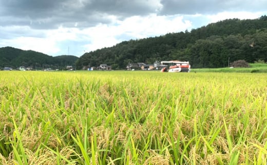 山県市産 縁結び 10kg（5kg×2袋）（白米） [No.804] ／ お米 ブランド米 優良水田 岐阜県 特産品