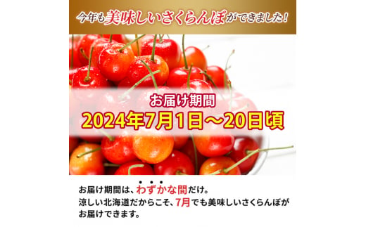 北海道 仁木町産 厳選品 サクランボ 佐藤錦  600g （300g×2） Lサイズ以上  松山商店