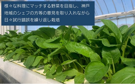 [№5359-0019]水耕野菜セット（3～5種類10パック程）