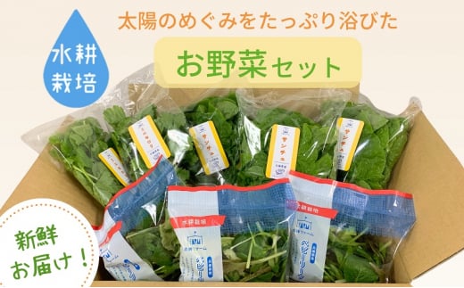 [№5359-0019]水耕野菜セット（3～5種類10パック程）