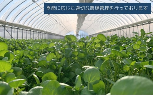 [№5359-0019]水耕野菜セット（3～5種類10パック程）