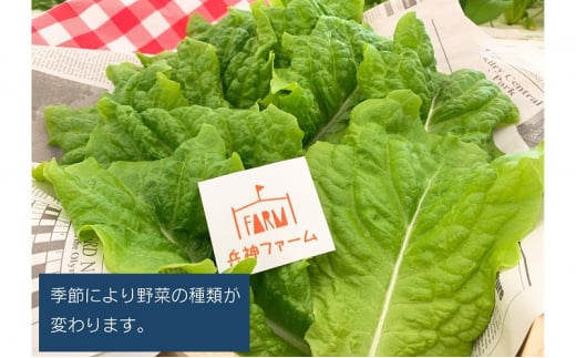 [№5359-0019]水耕野菜セット（3～5種類10パック程）