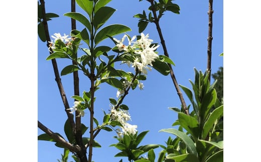 ひとつばたごの木 30年オーナー権【オーナー ひとつばたごの木 なんじゃもんじゃの木 白い花 植樹 花見】 J-C069001