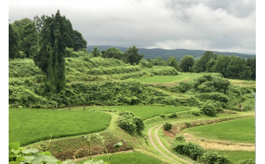 もち 新潟県上越産／棚田こがねもち100％使用 杵つき切り餅セット 餅 おもち もち米 食品 お取り寄せ