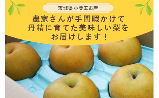 【数量限定 / 夏季限定】梨（豊水） 約5kg なし ナシ 日本梨 ほうすい ホウスイ 17-D 【8月下旬～9月上旬発送予定】