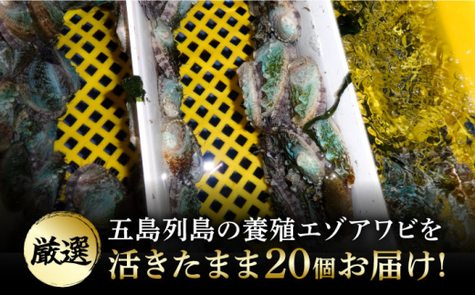 【小ぶりで料理に使いやすい！】 上五島産 養殖 ひとくち アワビ 活 厳選 20個 刺身 ステーキ 生 【豊建設株式会社】 [RAE001]