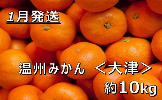 【1月中発送】【JAかながわ西湘】濃厚な甘さが自慢の「温州みかん（大津）」10ｋｇ