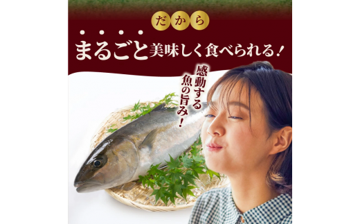 【冷蔵】延岡産活〆鮮魚職人技の脱血鮮魚カンパチ１尾（内臓エラ取り） N019-YZD0118