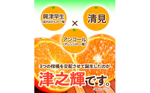 【先行予約】津之輝(つのかがやき)　約5kg 株式会社魚鶴商店《2025年2月上旬-2月末頃出荷予定》 和歌山県 日高町 柑橘 フルーツ