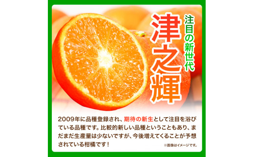 【先行予約】津之輝(つのかがやき)　約5kg 株式会社魚鶴商店《2025年2月上旬-2月末頃出荷予定》 和歌山県 日高町 柑橘 フルーツ