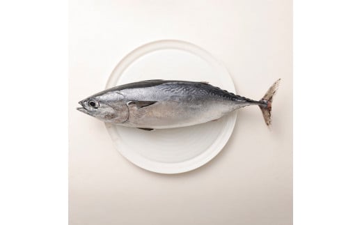 <6回定期便> 季節の鮮魚 おまかせお楽しみセット（翡翠コース）天然魚 食べ比べ 魚介類 海鮮料理 魚 鮮魚 新鮮 刺し身 煮付け お楽しみ 定期便 6ヶ月 高知 【J00049】