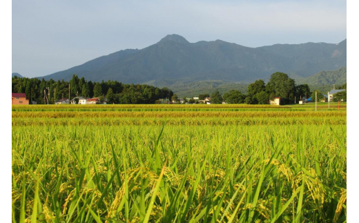 定期便 12回 【毎月定期便】標高200mで育てた棚田米 新潟県上越市中郷産・従来種 コシヒカリ 精米 5kg