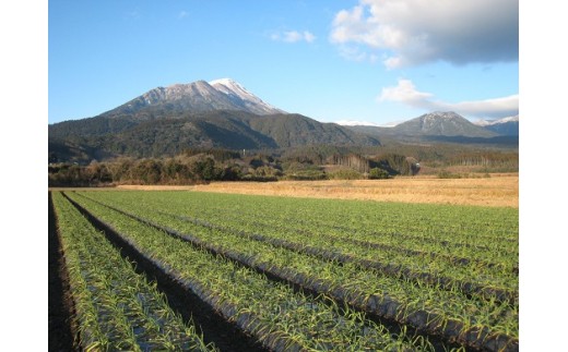 高原町産　黒にんにくミニ TF0351-P00032