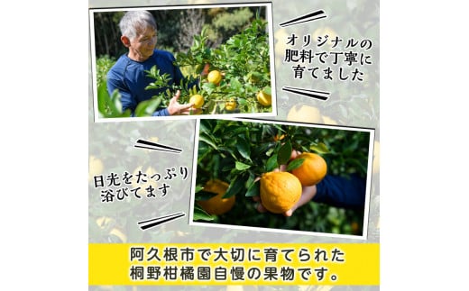 ＜先行予約受付中！2025年1月中旬以降順次発送予定＞紅甘夏 (約10kg) 国産 果物 フルーツ 柑橘 期間限定【桐野柑橘株式会社】a-12-326-z