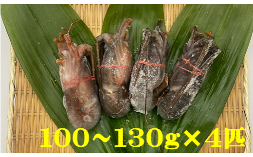 B132 冷凍生伊勢えび（１００～１３０ｇ）×４匹