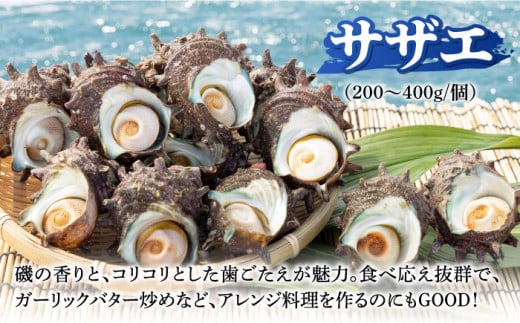 壱岐島 サザエ（特大） 合計約1.5kg 《壱岐市》【マルショウ水産】[JBB006] 16000 16000円 お刺身 冷蔵配送 産地直送 サザエ さざえ 栄螺 つぼ焼き 冷蔵 生 刺身 BBQ