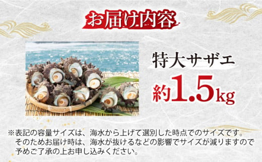 壱岐島 サザエ（特大） 合計約1.5kg 《壱岐市》【マルショウ水産】[JBB006] 16000 16000円 お刺身 冷蔵配送 産地直送 サザエ さざえ 栄螺 つぼ焼き 冷蔵 生 刺身 BBQ