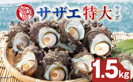 壱岐島 サザエ（特大） 合計約1.5kg 《壱岐市》【マルショウ水産】[JBB006] 16000 16000円 お刺身 冷蔵配送 産地直送 サザエ さざえ 栄螺 つぼ焼き 冷蔵 生 刺身 BBQ