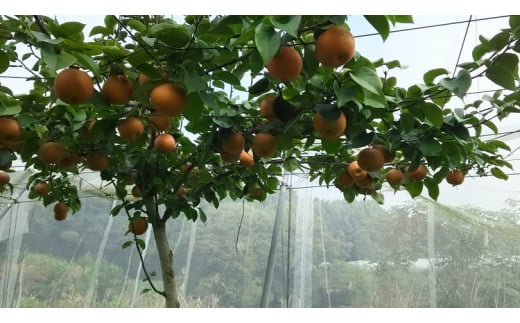 【2024年先行予約】栃木県芳賀町産「にっこり梨」約5kg | 梨 なし 果物 フルーツ 秋の味覚 産地直送 送料無料 栃木県芳賀町 ※2024年9月下旬～10月下旬頃に順次発送予定 ※離島への配送不可◇