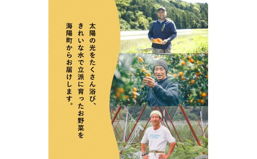 阿波の国海陽町 旬のお野菜詰め合わせセット 8～12品 野菜 徳島県 海陽町産 野菜セット 詰め合わせ 4-5名様以上 向け 季節の野菜 やさい 産地直送 新鮮 採れたて お試し 単品