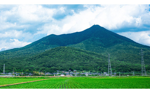 ＜お歳暮熨斗付＞半熟せんべい 5袋詰合せ クアトロセット 半熟カレーせん 半生しょうゆせん 半熟もんじゃ煎餅 半熟キャラメルせんべい カレー味 かつおだし 甘辛ソース 新食感 もんじゃ ぬれせんべい 煎餅 煎餅屋仙七 お歳暮[AO012sa]