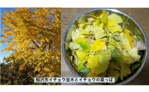 稲沢市特産のイチョウの葉っぱから染めた尾州ウールのファッションマフラー