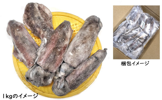 【数量限定】わけありアオリイカ　1ｋｇ　とれたままを冷凍　下処理未　生食可