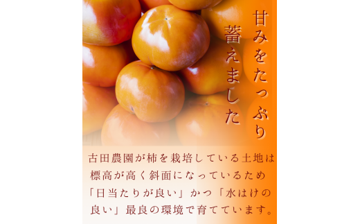 【受付は9月30日まで！】たねなし柿 刀根柿【ご家庭用サイズおまかせ】(約7.5kg以上)【2024年9月下旬～10月上旬に順次発送致します。】/ 和歌山県 紀美野町  種なし カキ 柿 かき 刀根 甘い 美味しい【frt002】