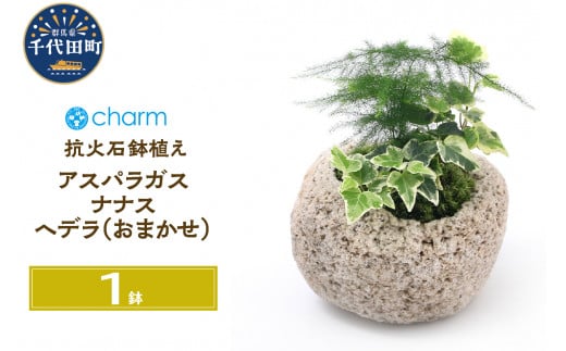 観葉植物 苔盆栽 アスパラガス・ナナス＆ヘデラ おまかせ 抗火石鉢植え Ｍサイズ（１鉢）苔 北海道冬季発送不可  群馬県 千代田町 インテリア ナチュラル 自然 プレゼント ギフト 贈答用 送料無料 趣味 風水 緑 人気 オススメ 初心者 玄関 自家栽培 株式会社チャーム