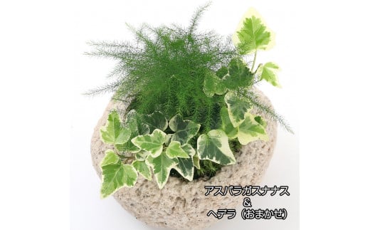 観葉植物 苔盆栽 アスパラガス・ナナス＆ヘデラ おまかせ 抗火石鉢植え Ｍサイズ（１鉢）苔 北海道冬季発送不可  群馬県 千代田町 インテリア ナチュラル 自然 プレゼント ギフト 贈答用 送料無料 趣味 風水 緑 人気 オススメ 初心者 玄関 自家栽培 株式会社チャーム