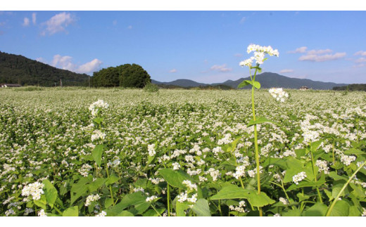 【12/17入金確認分まで年内配送】 茨城県産【 常陸秋そば 】石臼挽き早刈りそば粉１㎏×６袋入 そば粉 そば 蕎麦粉 そば打ち 茨城県産 国産 農家直送 [BE002sa]