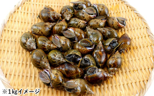 活黒バイ貝２kg（冷蔵便） 富津産