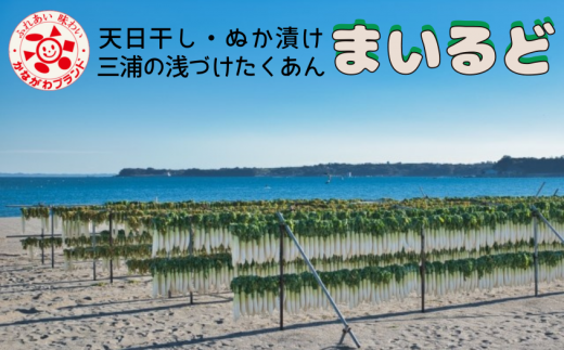 B22-004 【期間限定・数量限定】三浦のたくあん「まいるど」（小樽10リットル容器入り）