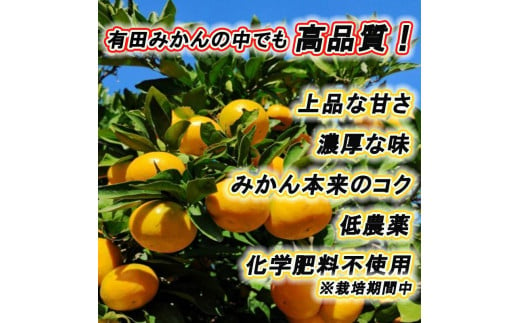 高級みかん秀 田村みかん 約10kg 【2024年12月発送分】【NGT12】