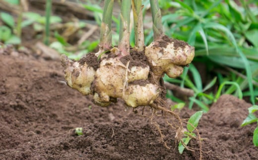 しょうがやさんの手作りセット  自家製 愛知県産 しょうが 愛西市 / しょうがやさん [AEAO005]