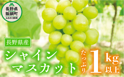 甘くてジューシ！長野県飯綱町産シャインマスカット！